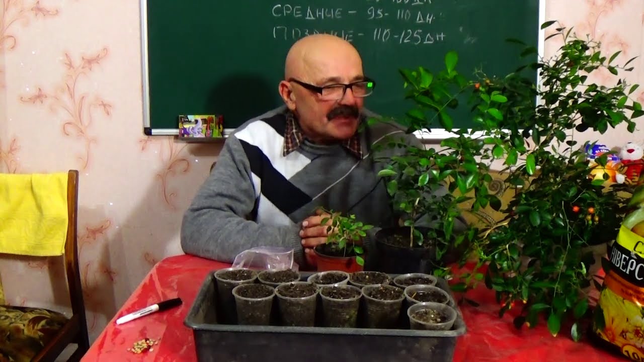 Обязательно заведите себе МУРАЙЮ!!
