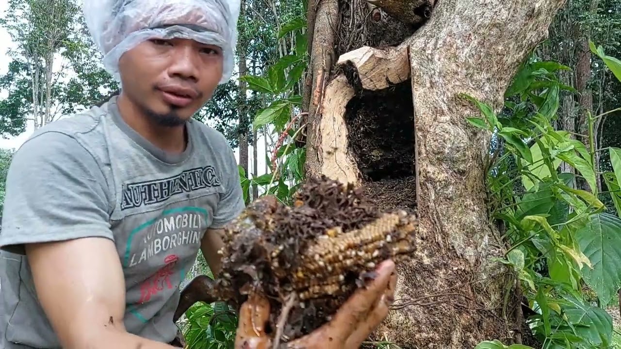 Bongkar Sarang Kelulut Itama di batang Kayu, Namun sang Ratu tidak ditemukan, bagaimana Nasibnya?