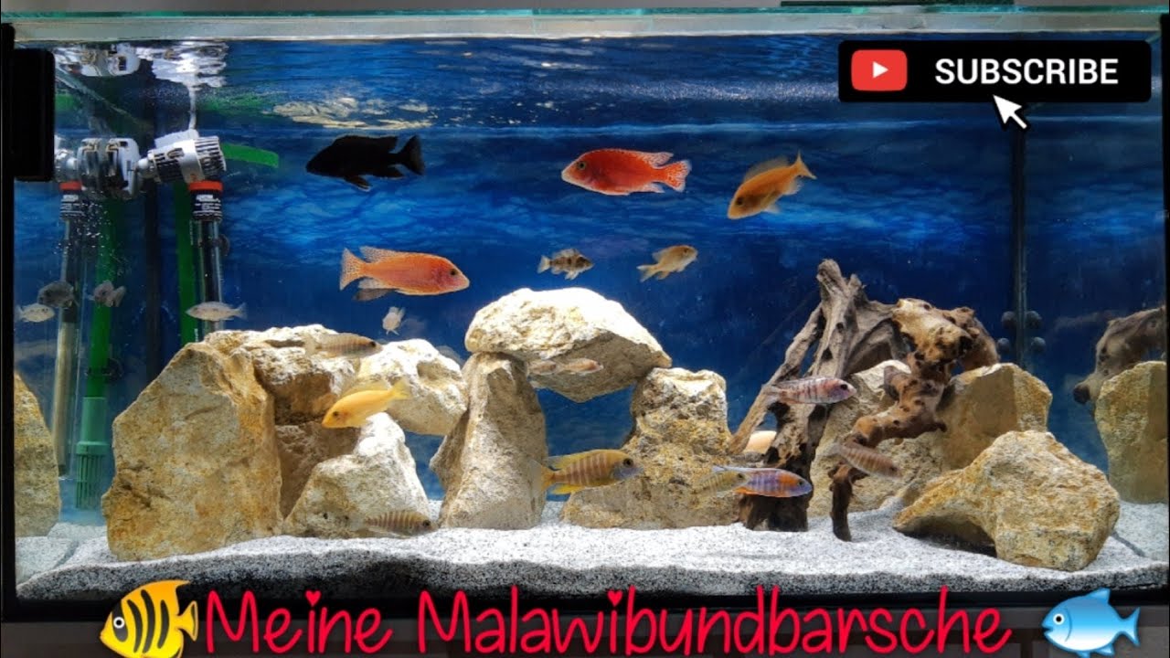 Meine Malawi Buntbarsche 🐟🐠