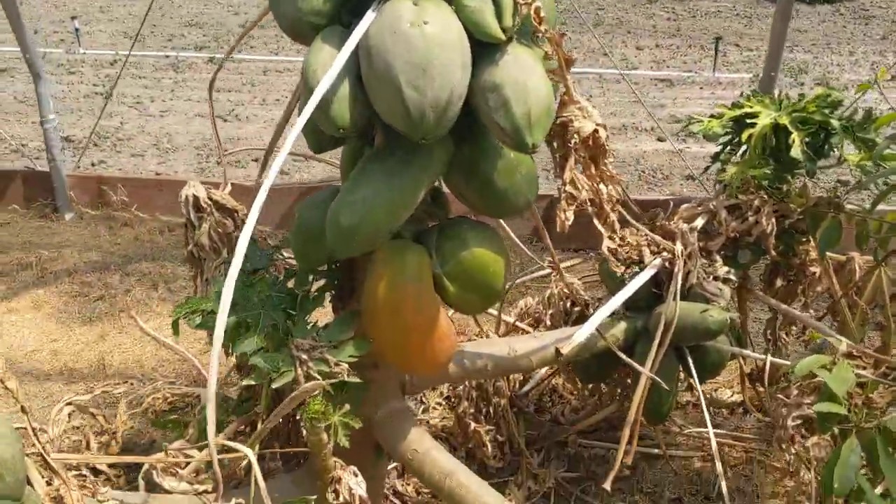 High Tunnel Papaya Update - Winter Recovery
