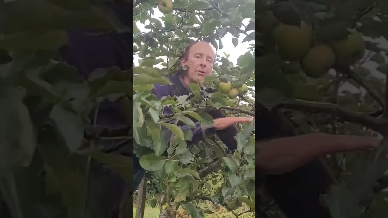 Cooking Apple Bramley's #fruit tree