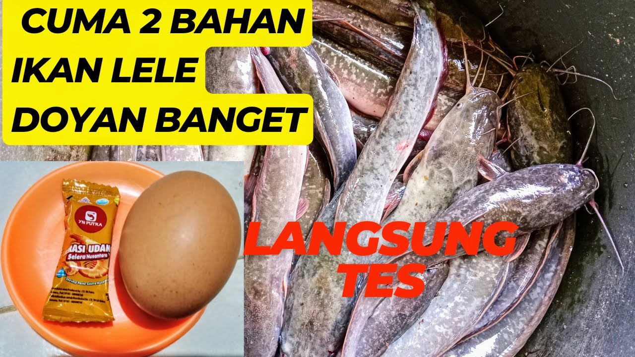 Umpan Lele Harian Paling Murah,Cuma 2 Bahan Tapi Gacor