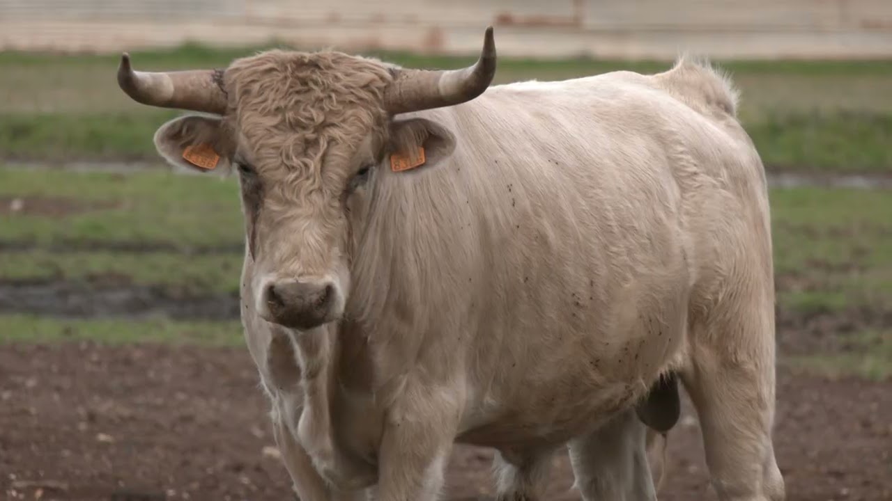 Toros del Delta, la primera ramaderia ebrenca que aposta pels bous de lidia