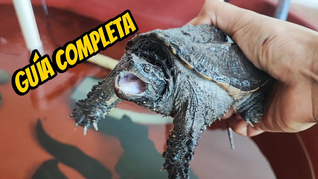 CUIDADOS de la TORTUGA LAGARTO - TODO lo que necesitas saber