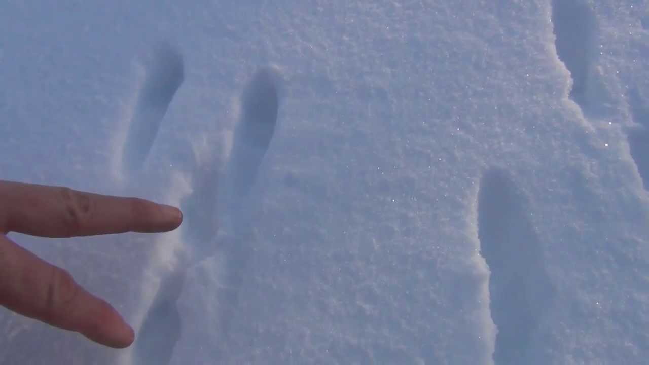 Tracking Eastern Cottontail Rabbit in the Snow