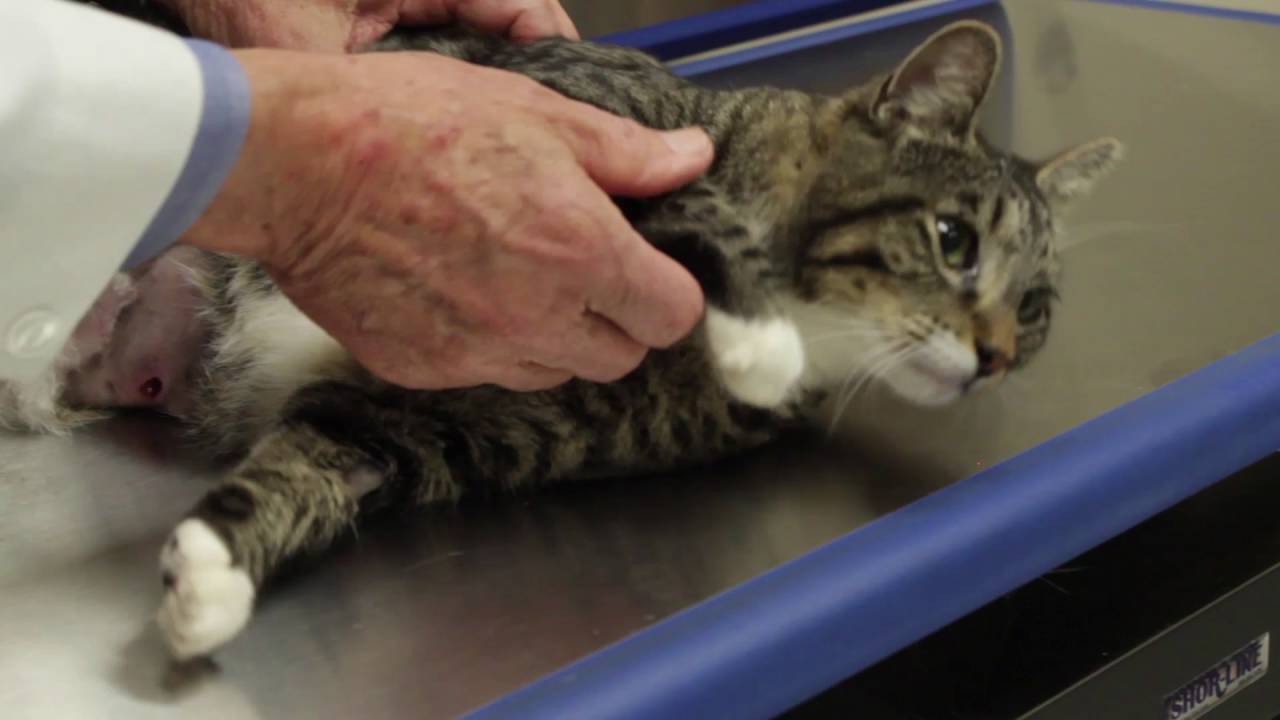 Auburn University Veterinary Clinic - Annual Pet Exam
