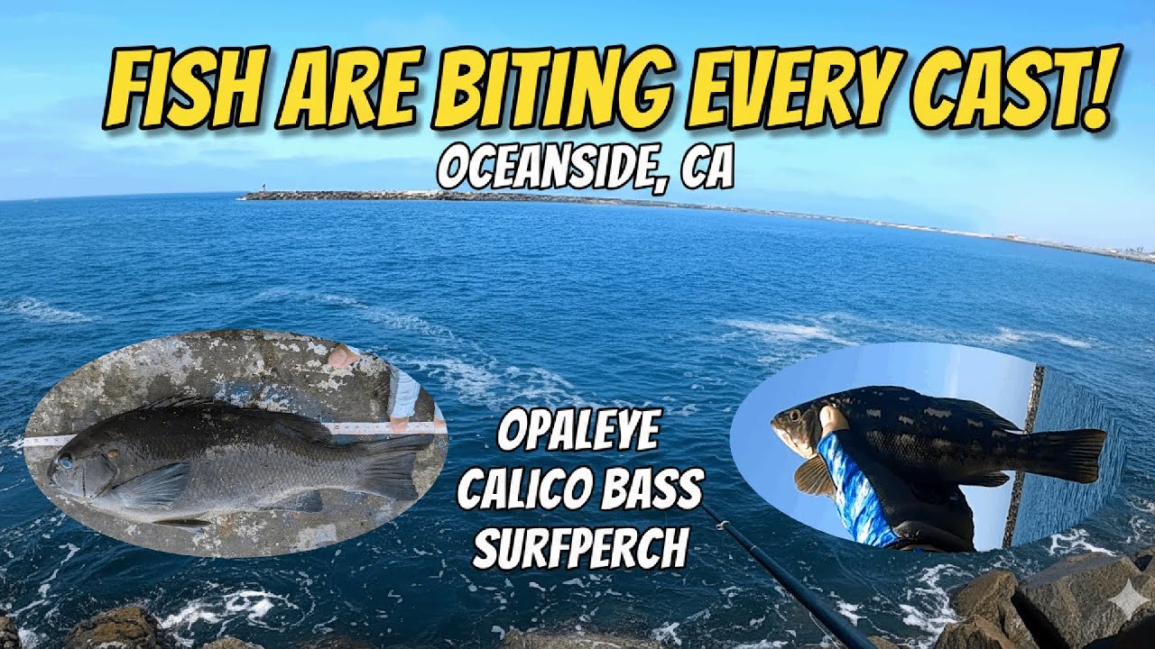 Using Peas (& fish eyeball) for Calico Bass, Opaleye, Surfperch & more