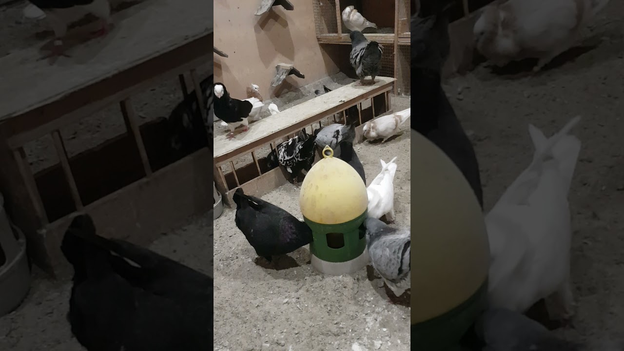 Kapucyny i Kingi 2021 , capuchin pigeon