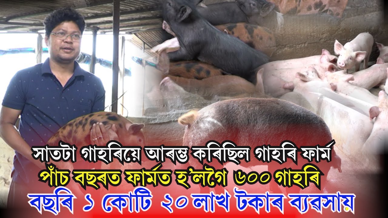 ধুনু গুনু পিগাৰী ফাৰ্মৰ সফলতাৰ কাহিনী | success story of dhunu gunu piggery farm