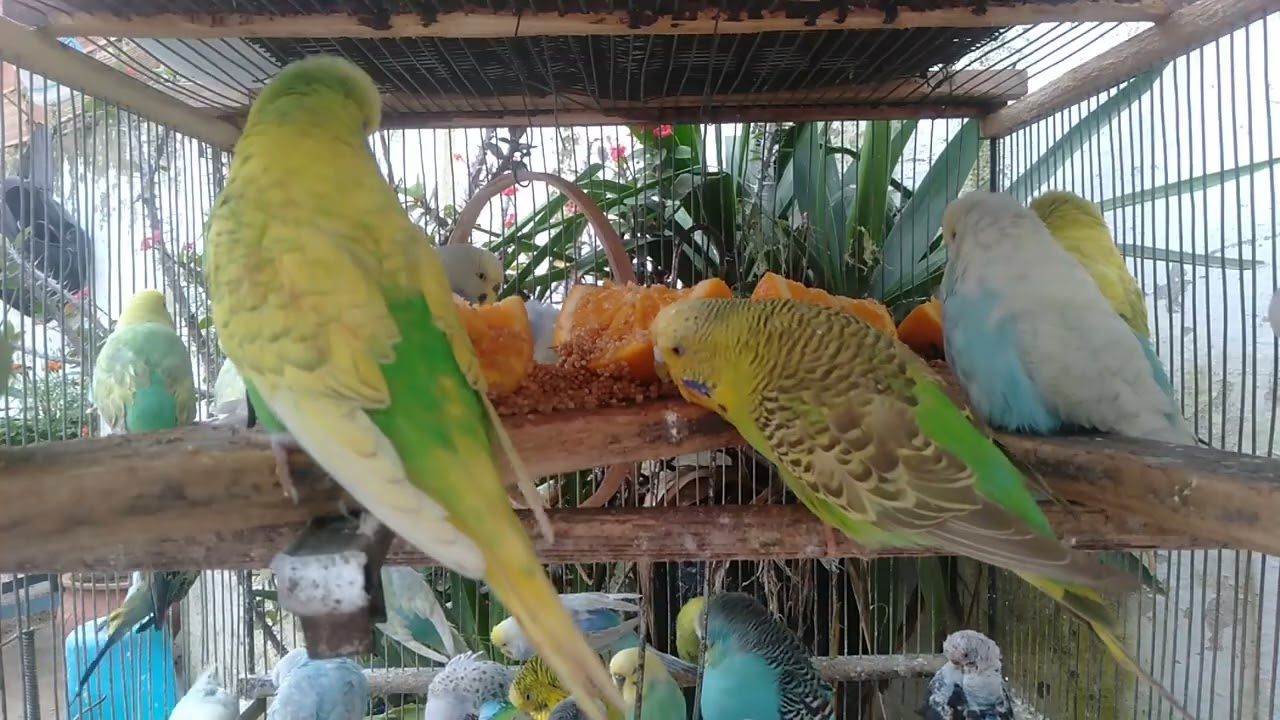 🐥たった9秒で分かるセキセイインコの本気