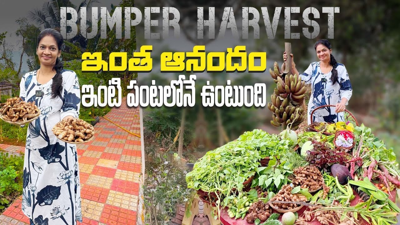 Farm Harvest/ఇవాళ ఎన్ని రకాలు కోసామో @MADGARDENER  #garden #farming #vlog 