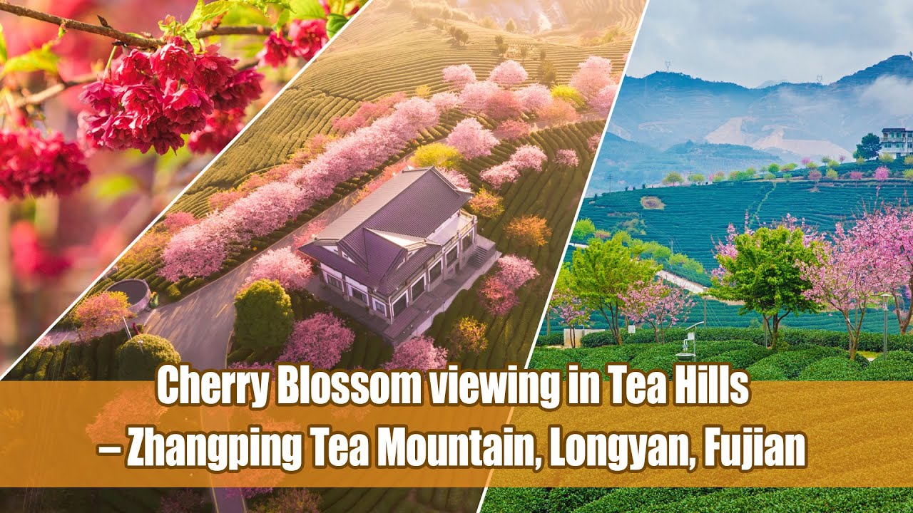 CHINA TODAY II EP40：Cherry Blossom viewing in Tea Hills – Zhangping Tea Mountain, Longyan, Fujian