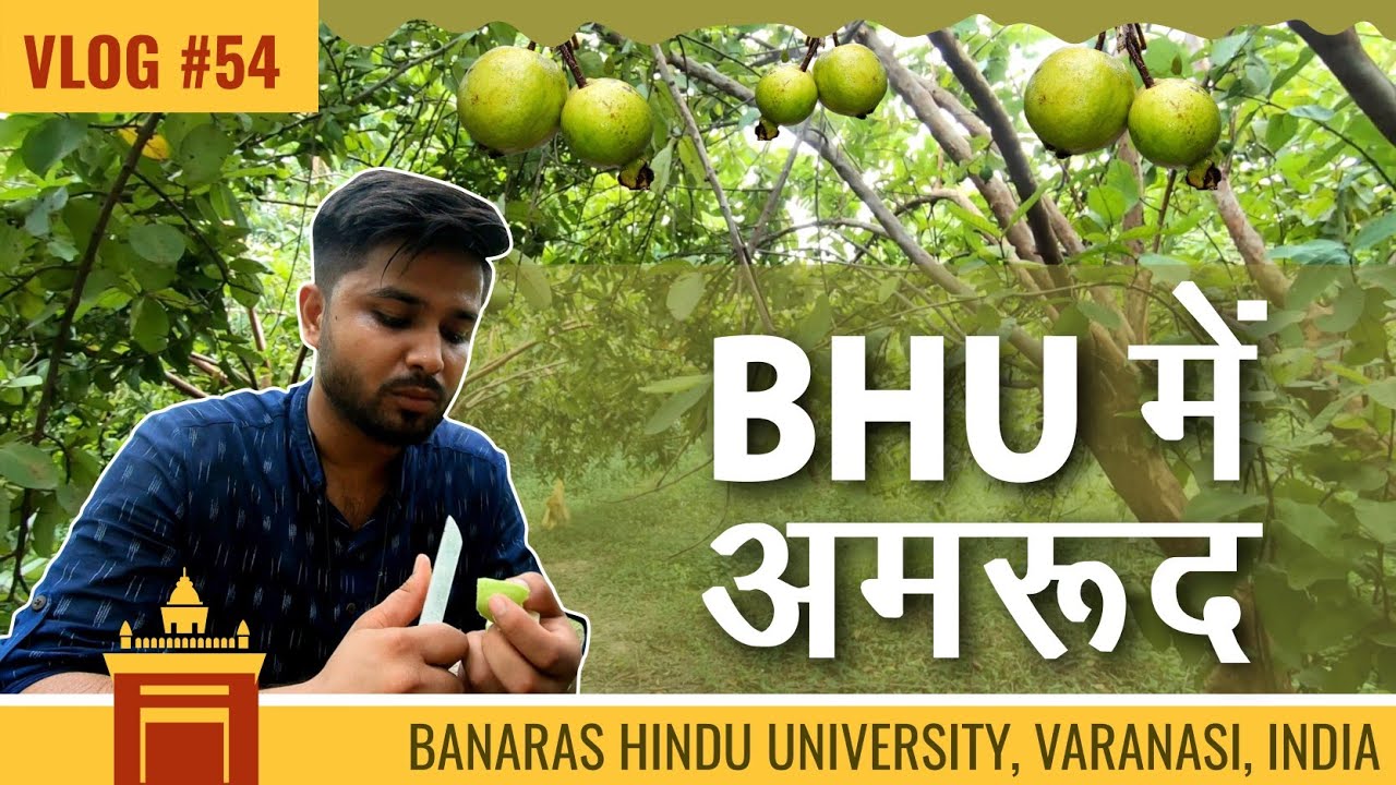 Garden of Guava, Banaras Hindu University | BHU - Guava | Student Life Vlog