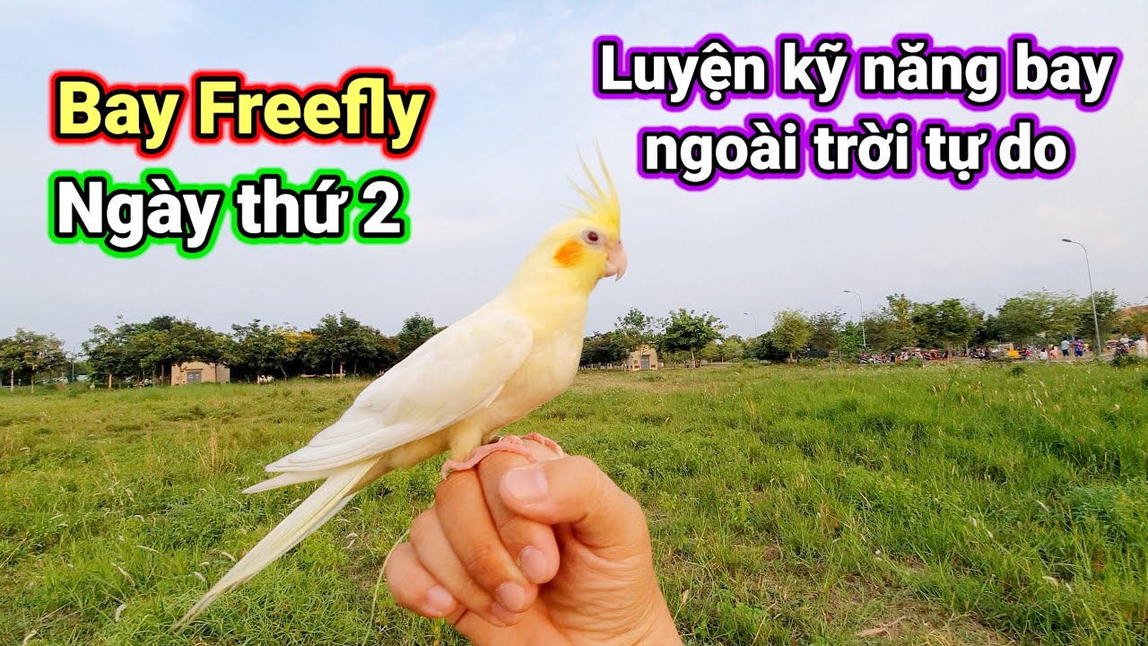 Nuôi Vẹt Cockatiel #7: Ngày thứ hai bay Freefly 