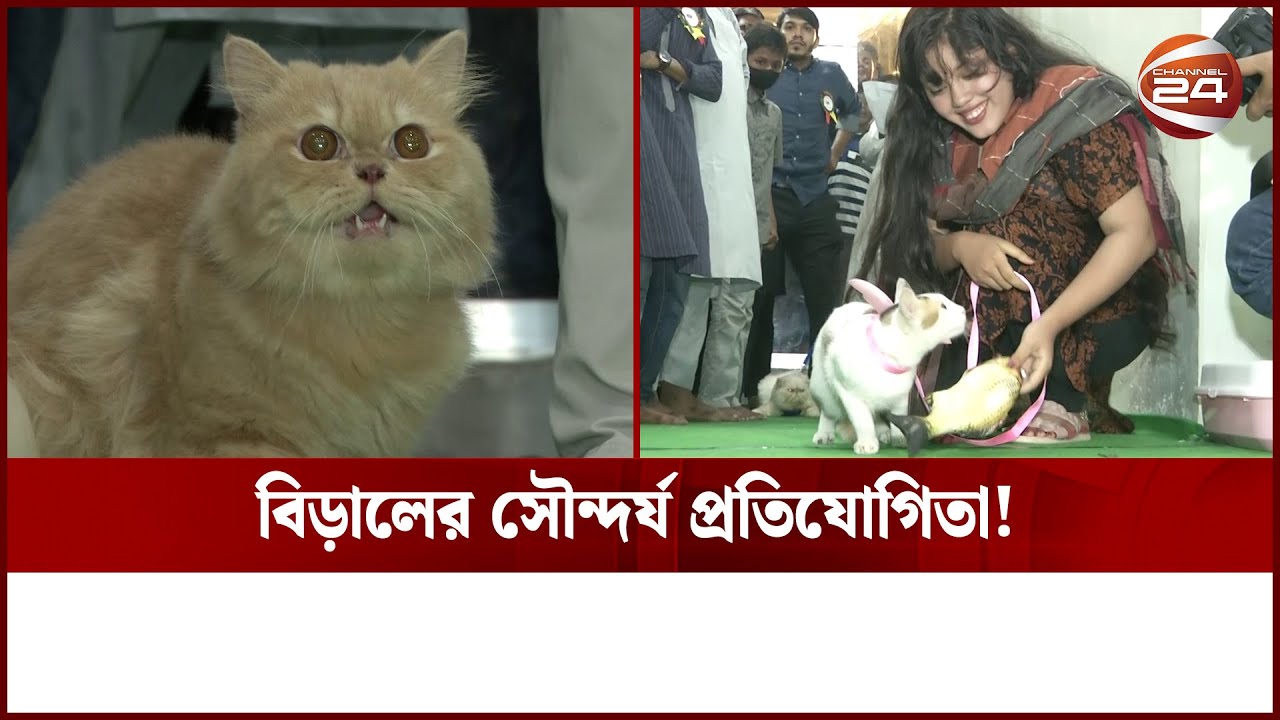 বিড়ালের র‍্যাম্প শো- ভিন্নধর্মী এক আয়োজন | Channel 24