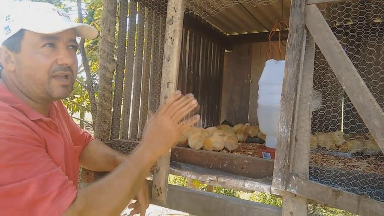 Como criar pintos e construir um pinteiro