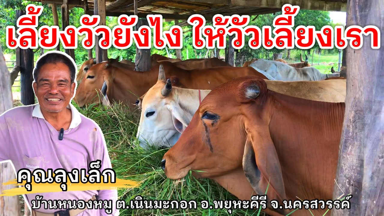 เลี้ยงวัวยังไง ให้วัวเลี้ยงเรา | คุณลุงเล็ก ต.เนินมะกอก อ.พยุหะคีรี จ.นครสวรรค์