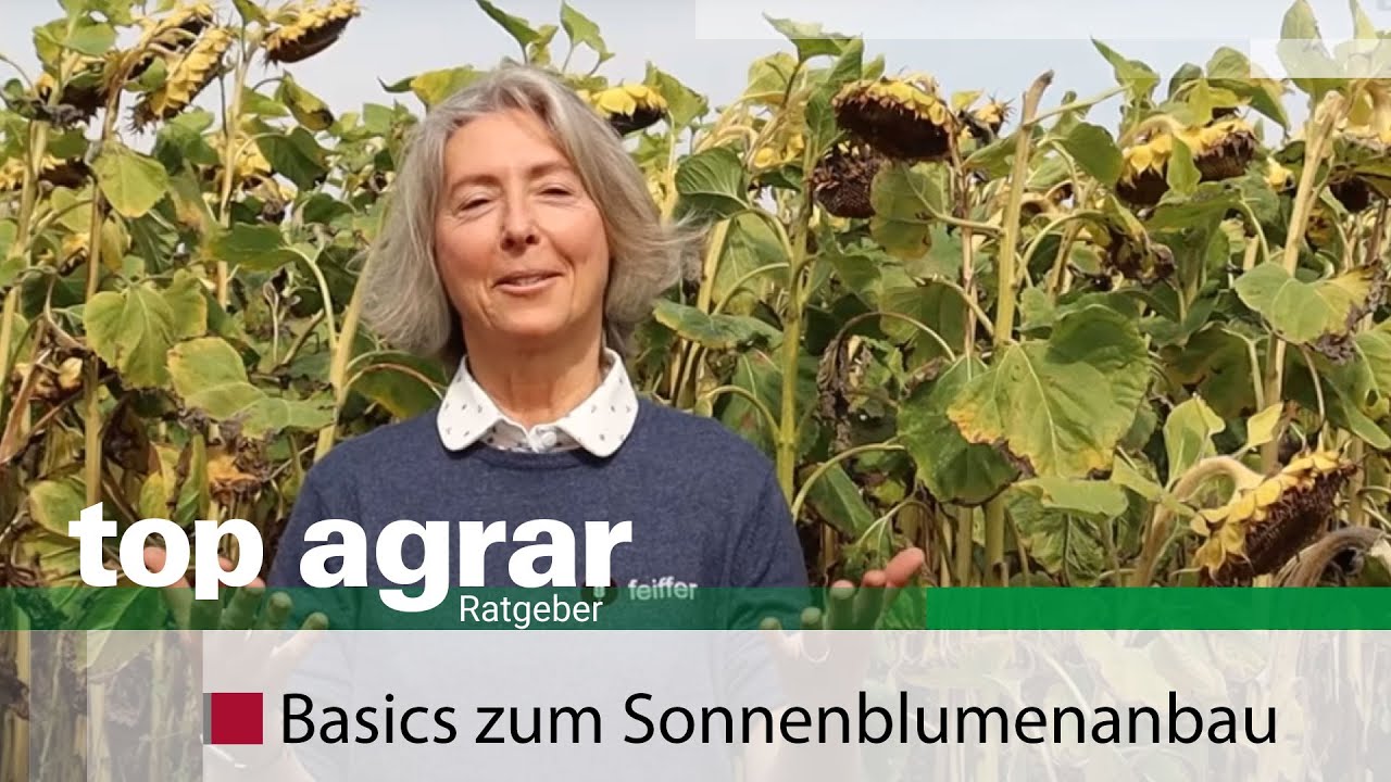 Sonnenblumenanbau und Ernte Teil 1 - feiffer consult vermittelt Basiswissen