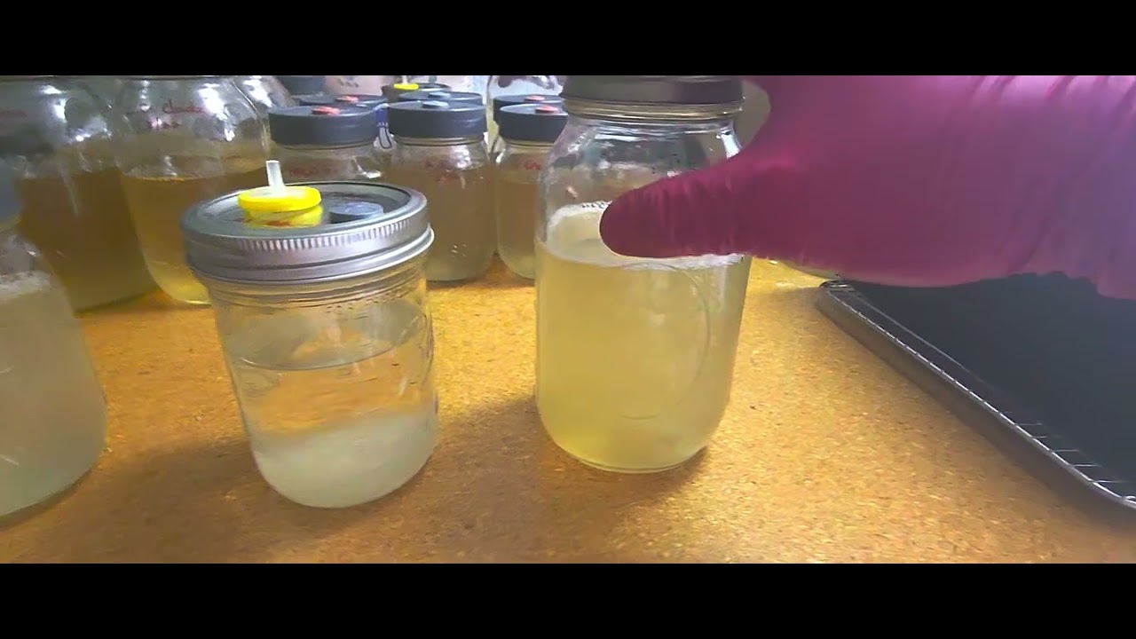 Liquid Culture Contamination