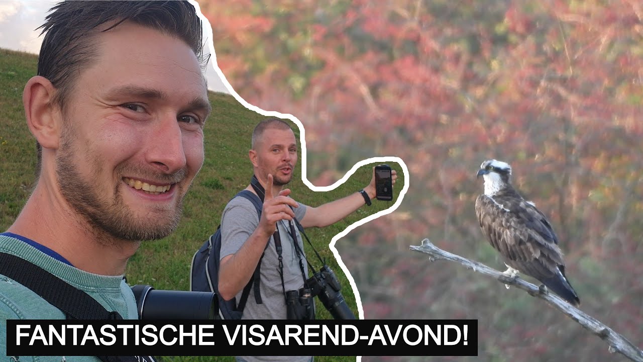 #169: Visarend steelt de show!