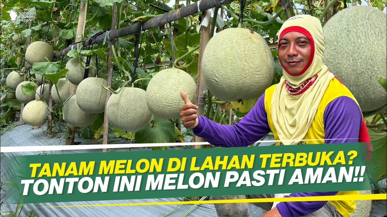 MUSIM HUJAN BUKAN ALASAN ‼ POIN UTAMA TANAM MELON DI LAHAN TERBUKA ‼