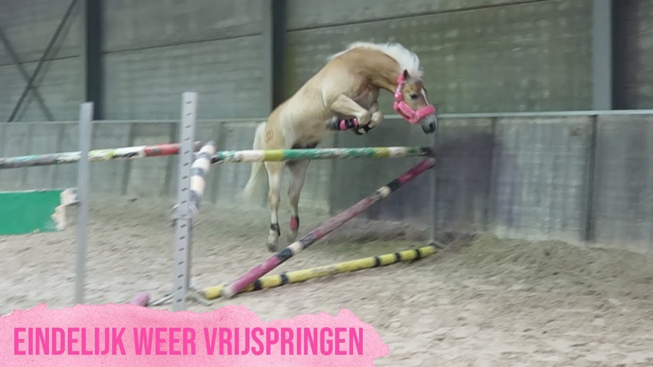 VRIJSPRINGEN MET BEAU | Haflingers King & Beau