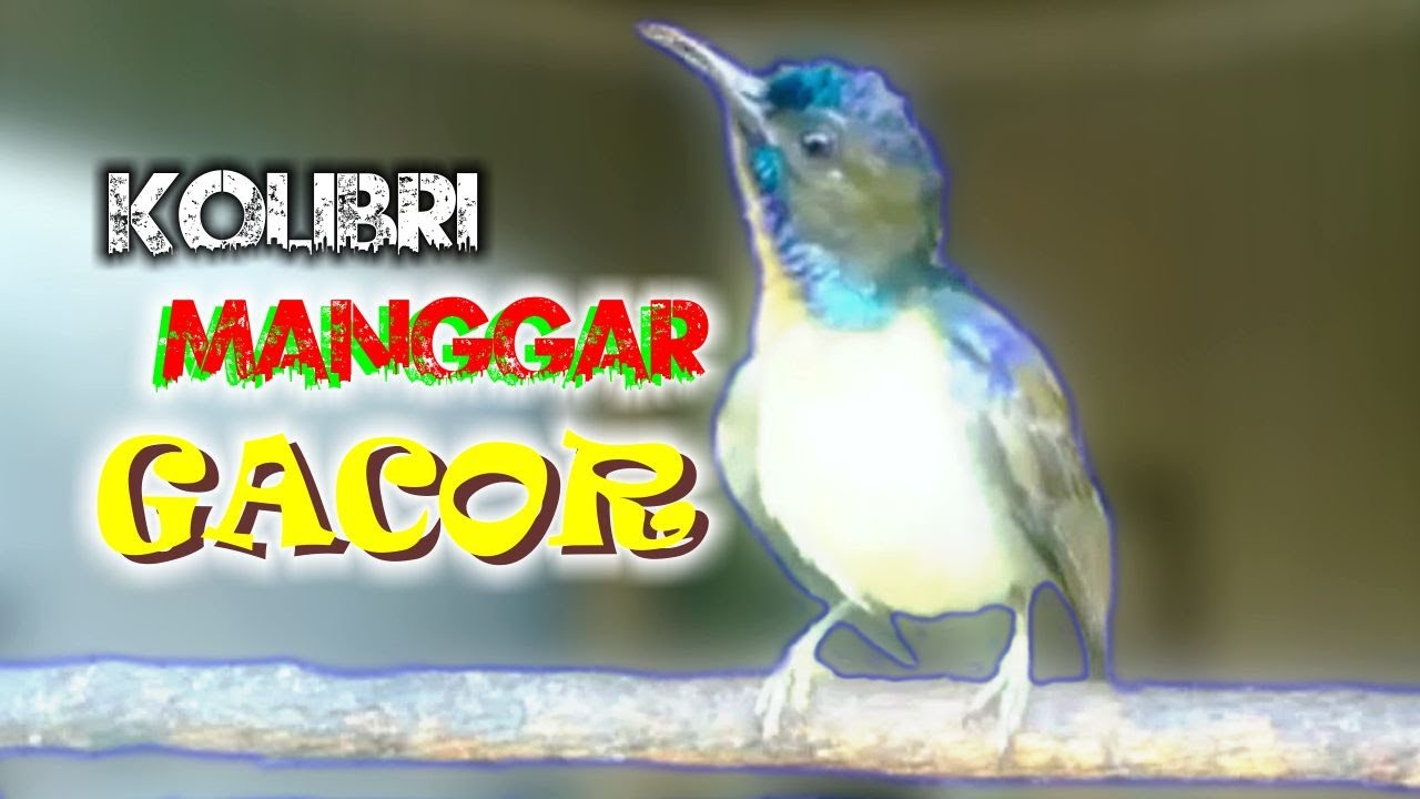 Kolibri MANGGAR NGOBRA / KORLAP GACOR