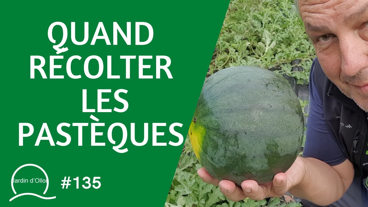 #135-Pastèques, quand les récolter