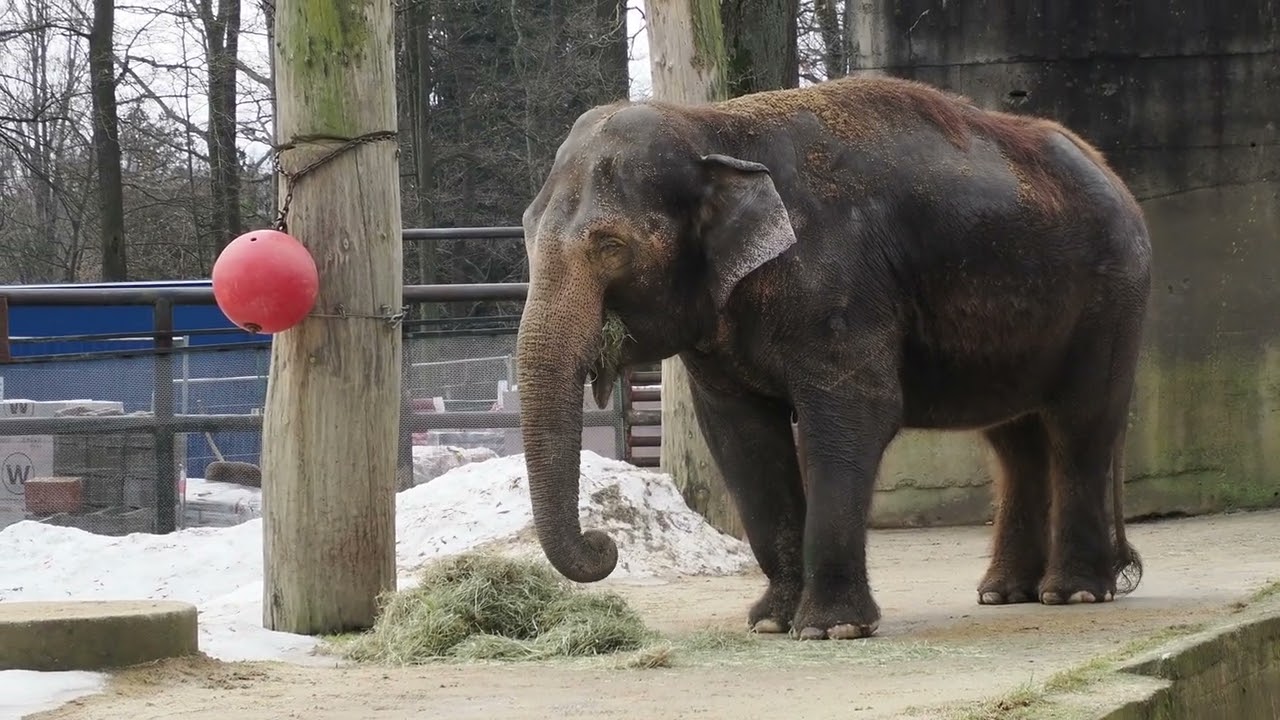 Asian elephant feeding on hay