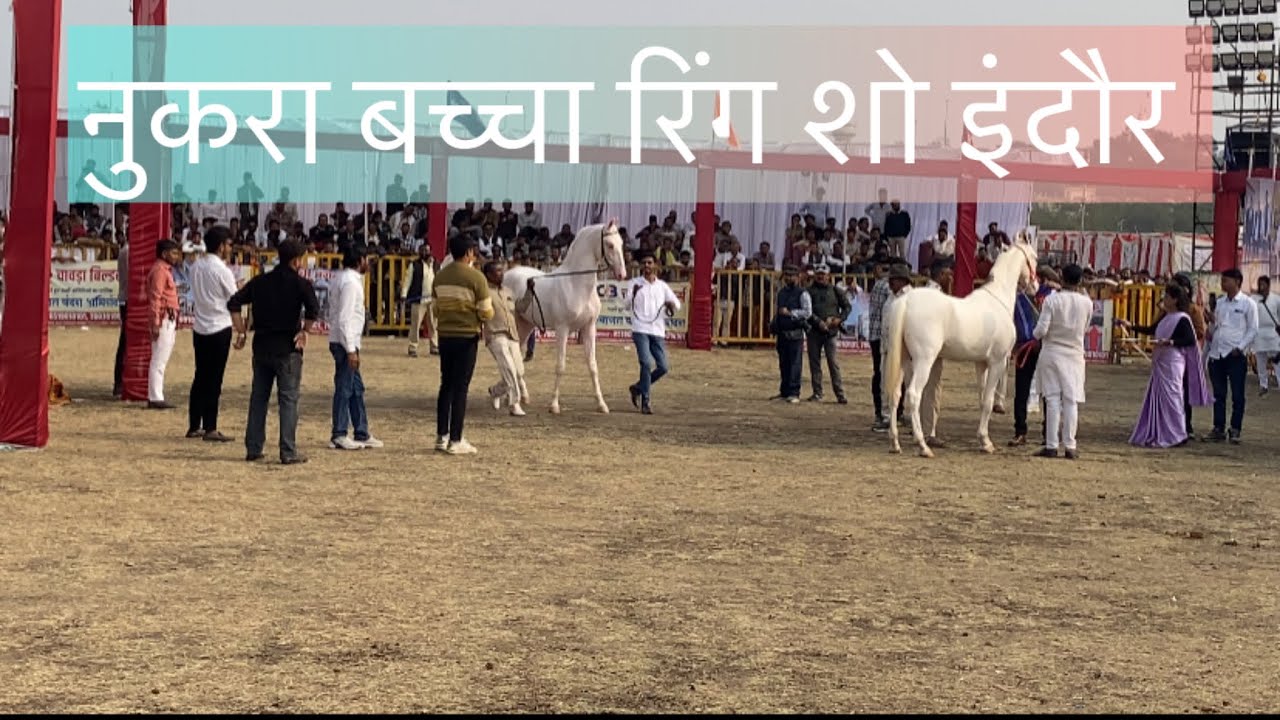 24 January 2026 ring show indoor milk teeth colt