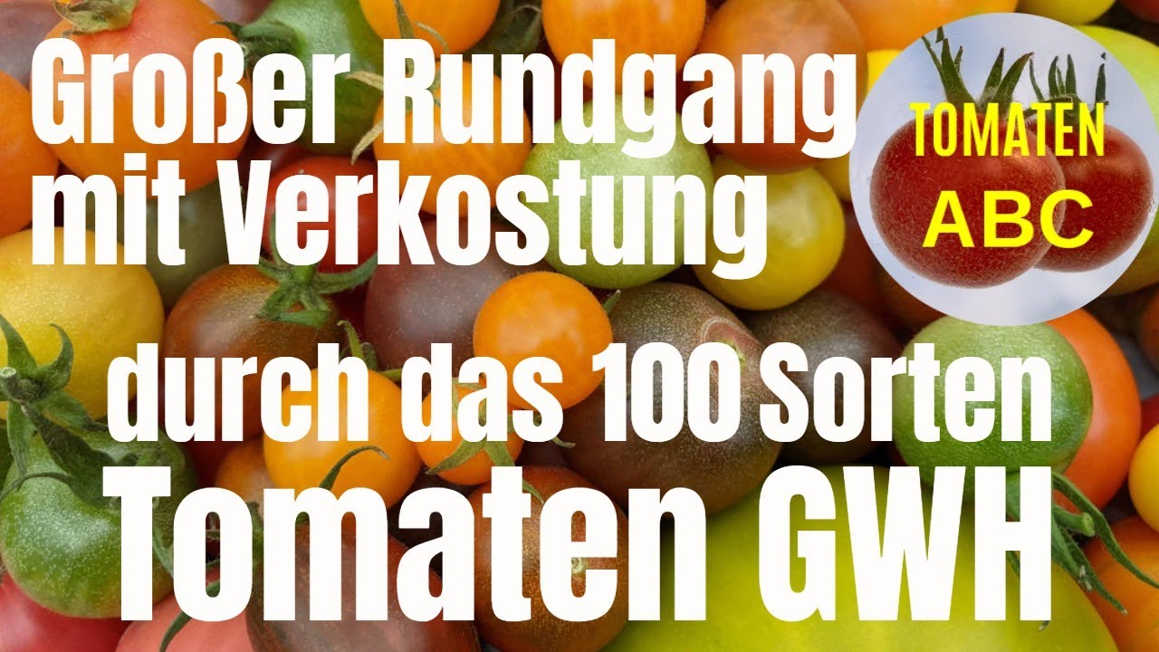 100 Sorten Tomaten GWH Gro&szlig;er Rundgang mit Verkostung 2022 Teil 1