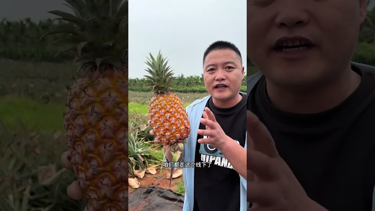 从早到晚尝凤梨，甜度口感层层把关,好品质看得见尝得着。#现摘凤梨 #产地直发 #用心做好果 #凤梨 #记录真实生活