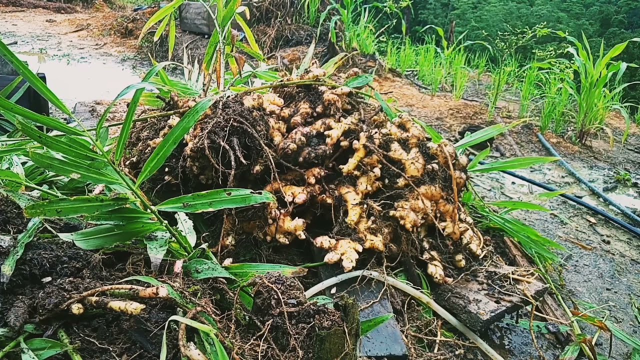 Bermula dari 6 tunas halia muda,setelah di tuai WOW!! mencecah 28kg@M4077