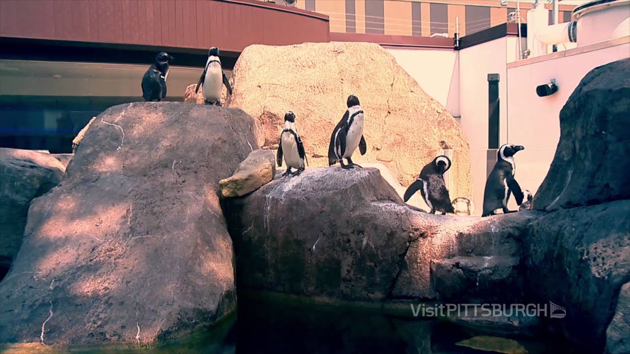 Kidsburgh Video Spots