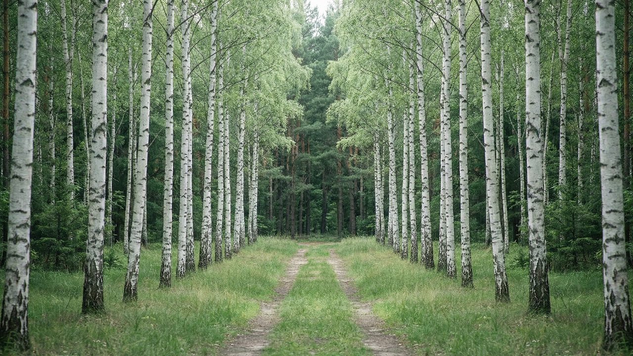 🌲 2 Hours Deep Forest Music for ADHD: Enhance Focus, Study & Deep Work | Immersive Nature Ambient 🎧