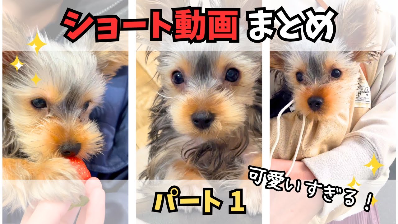 【ヨーキー】可愛すぎる懐かしいショート動画まとめ🐾【パート1】