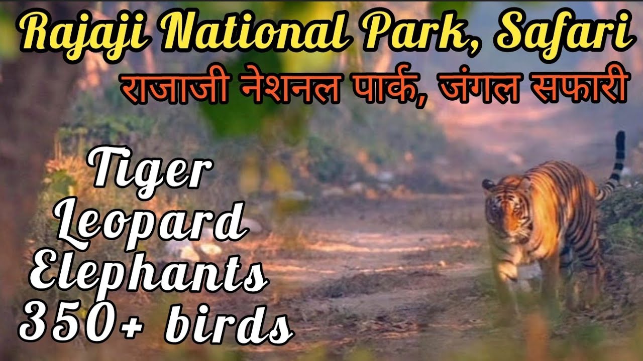 Rajaji National Park | Chilla Range | Chilla Gate Rajaji National Park | Chilla Jungle Safari