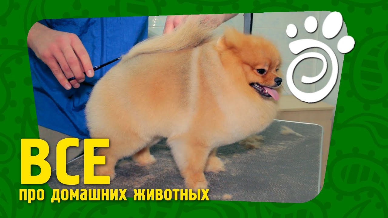 Груминг Шпица (Часть Первая). Все О Домашних Животных