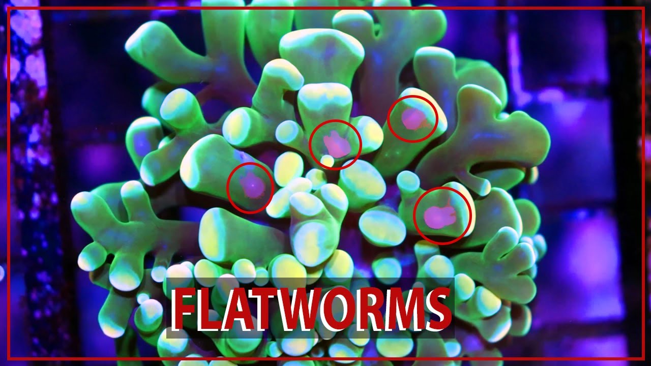 Euphyllia Eating FLATWORMS - Protect Your Hammer/ Torch / Frogspawn Corals. Removal Video