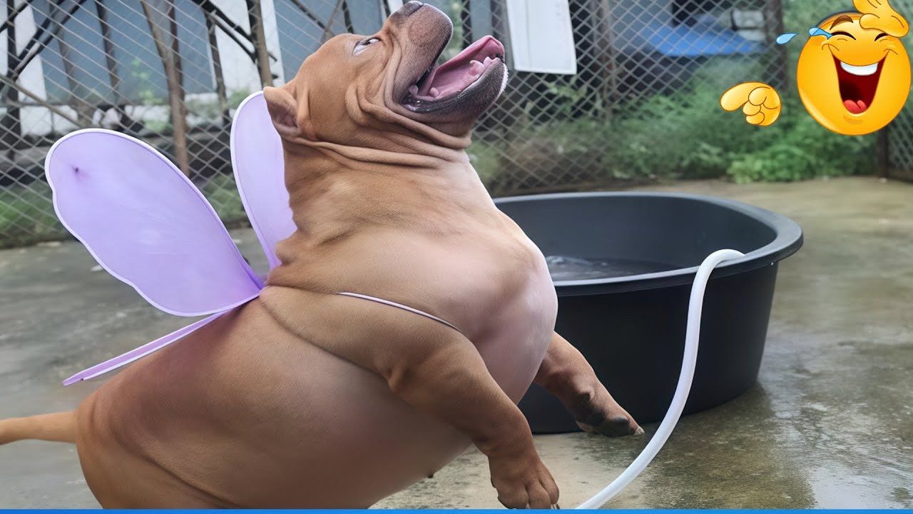 You Will Die Laughing At These Animal 😹🐶 The Funniest Cat Dog Moments Compilation 🐾