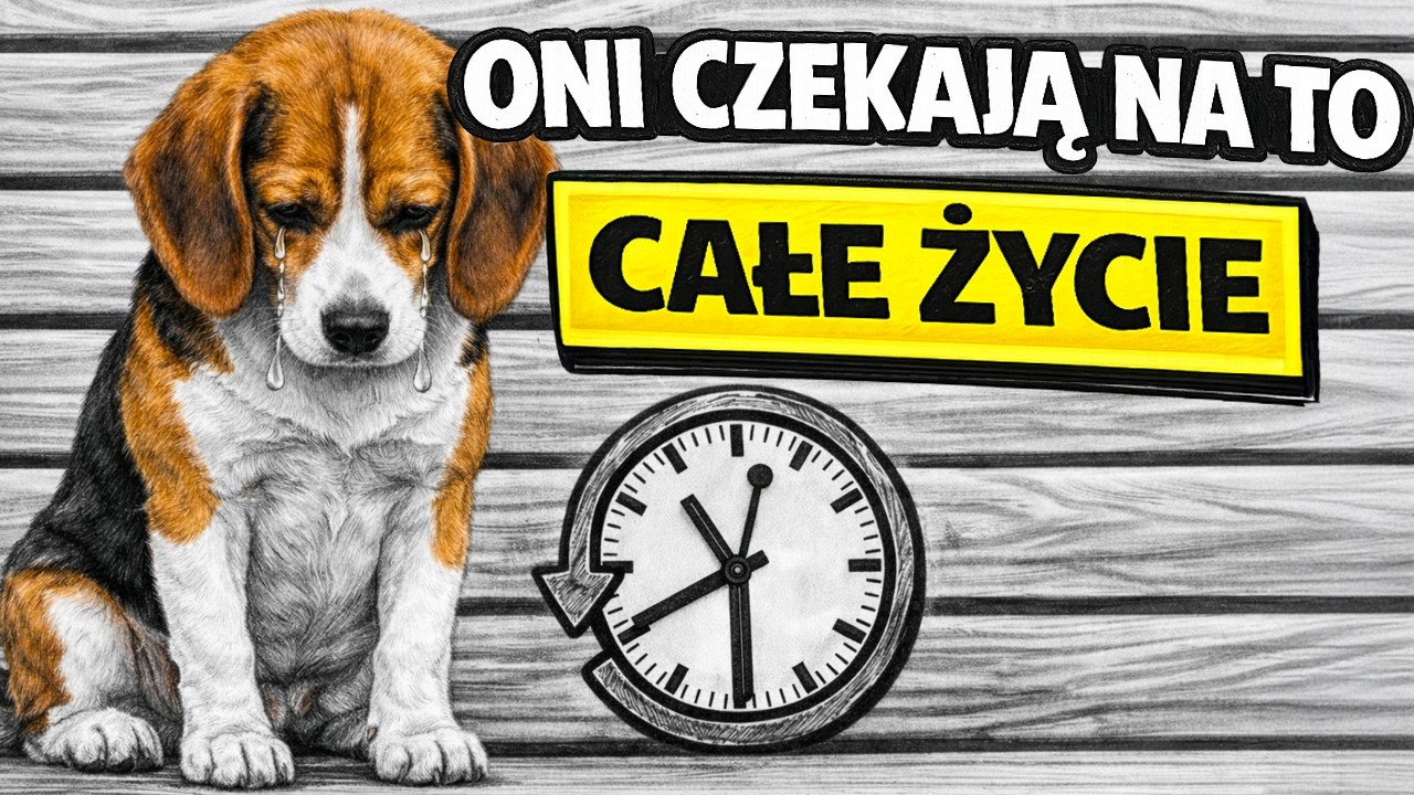 Twoj Pies Czekał CAŁE ŻYCIE, Aż W Końcu TO ZROBISZ!