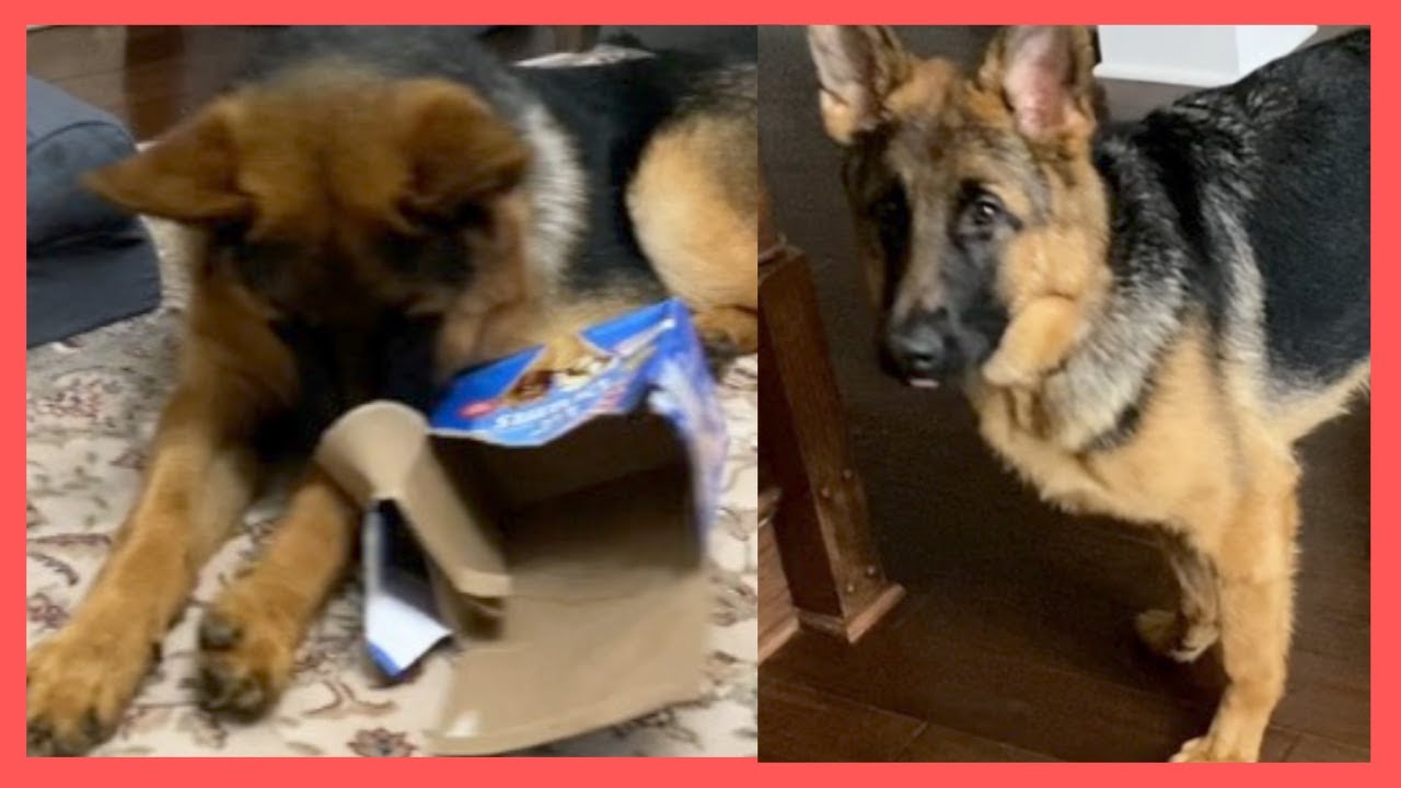 How the German Shepherd puppy  took the snack out of the box #Shorts  Щенок немецкой овчарки #Shorts