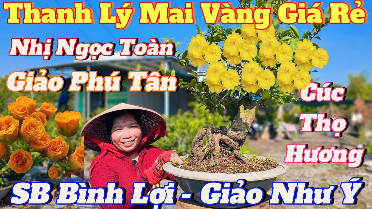 27/1☎️Mai Vàng Giá Rẻ☎️0347535763 Chị Xuyên☎️Còn Ít Xã Giá Rẻ Dọn Sân Mai Vàng Chơi Tết 2026