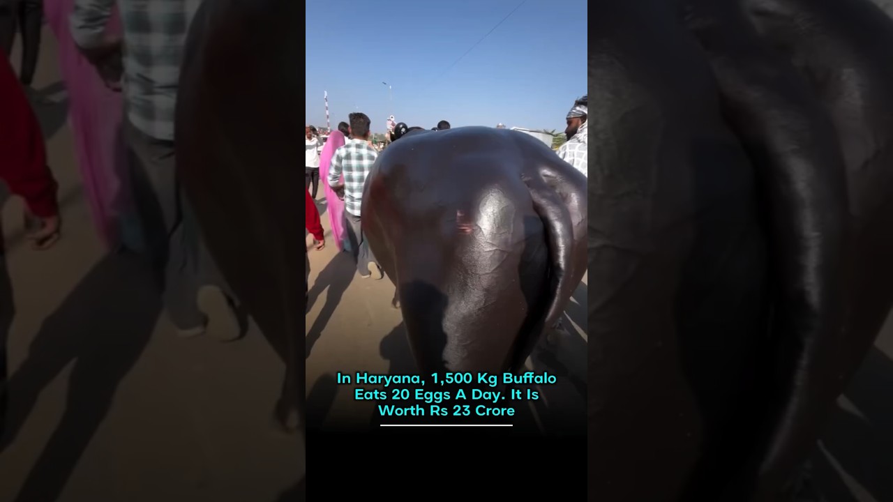 In Haryana, 1,500 Kg Buffalo Eats 20 Eggs A Day. It Is Worth Rs 23 Crore. #trend #agri #ytshorts