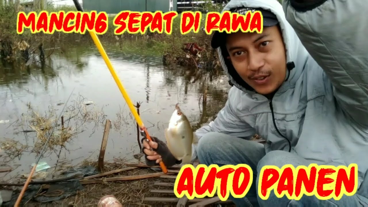 Mancing Sepat di Rawa Auto Panen | Bandung | 2020