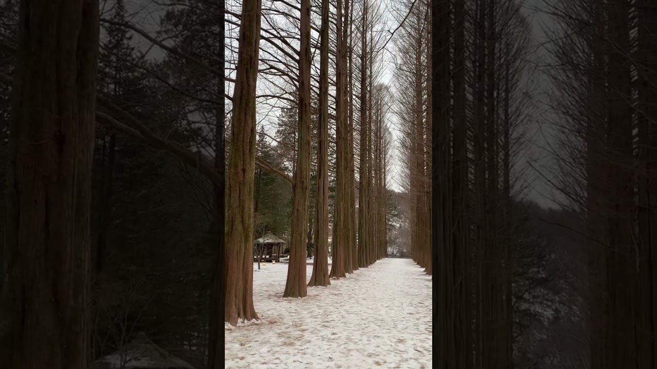 Korea Nami Island winter time 2025