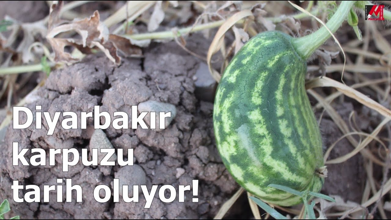 Diyarbakır karpuzu tarih oluyor!