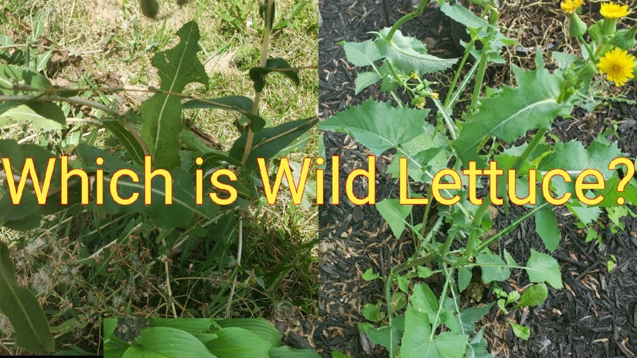 Prickly lettuce /Sow thistle and how to tell the difference