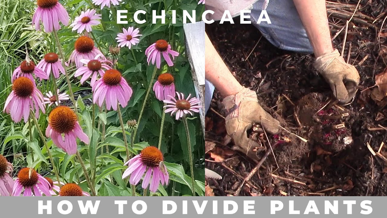 How to Divide Echinacea Purpurea (purple coneflower)