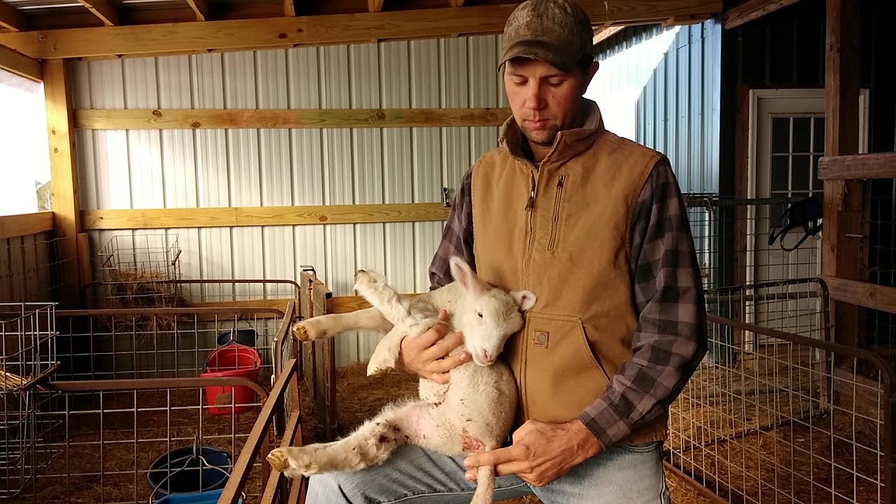 #FrankFriday: How do you dock lamb tails?